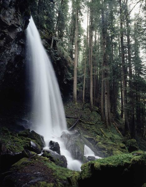 USA, Oregon, A waterfall in an old-growth forest